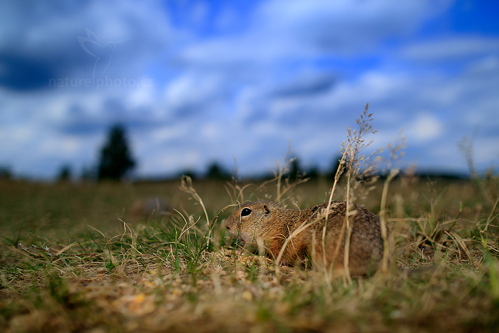 Sysel obecný (Spermophilus citellus)
