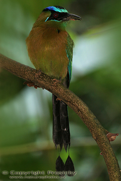 Momot černolící (Momotus momota)