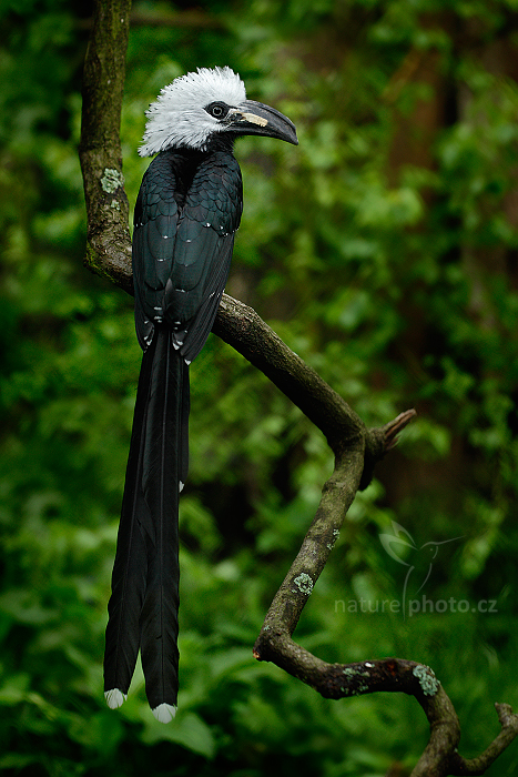 Zoborožec bělovlasatý (Tropicranus albocristatus albocristatus)