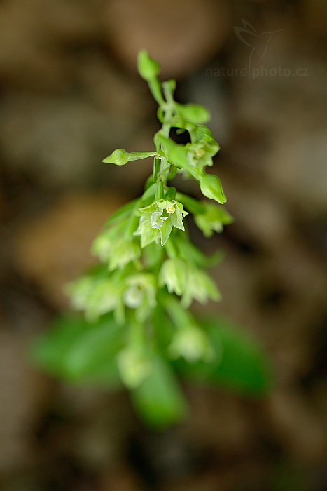 Kruštík Greuterův (Epipactis greuteri) 