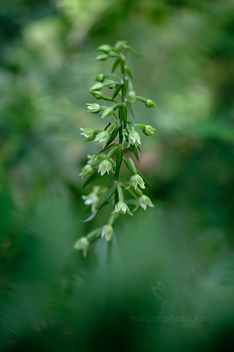 Kruštík Greuterův (Epipactis greuteri) 