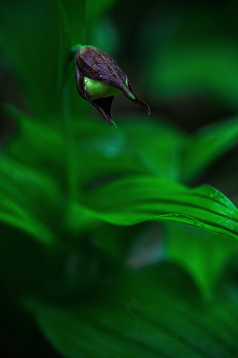 Střevíčník pantoflíček (Cypripedium calceolus)