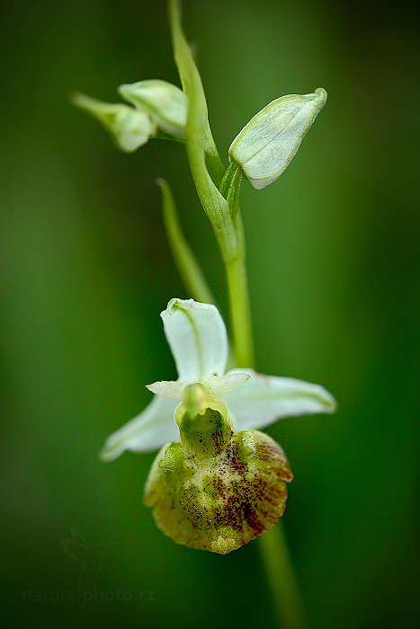Tořič čmelákovitý Holubyho (Ophrys holoserica subsp. holubyana) 