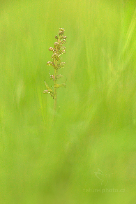 Vemeníček zelený (Coeloglossum viride) 