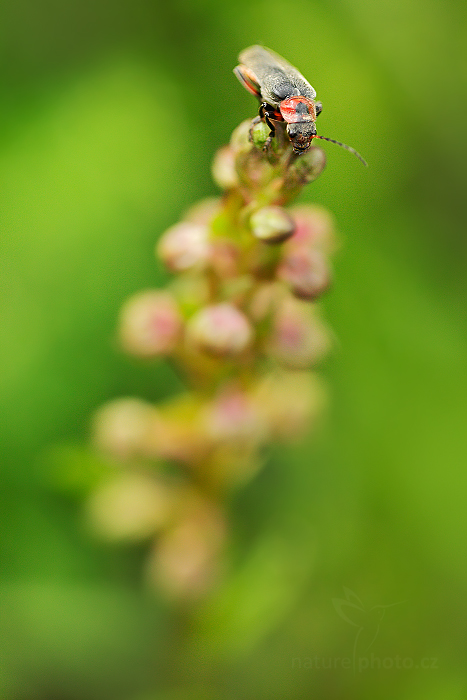 Vemeníček zelený (Coeloglossum viride) 