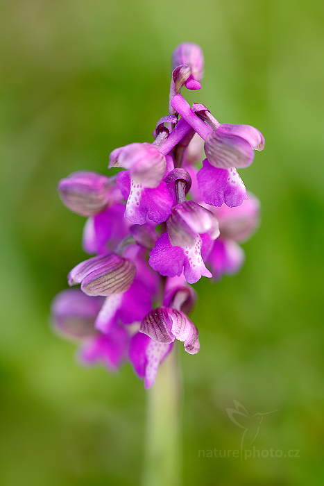 Vstavač kukačka (Orchis morio ssp. morio) 