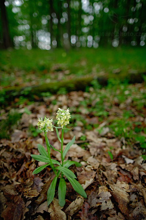 Prstnatec bezový (Dactylorhiza sambucina)
