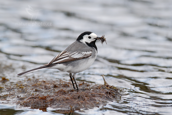 Konipas bílý (Motacilla alba) 