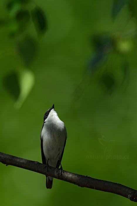 Lejsek černohlavý (Ficedula hypoleuca)