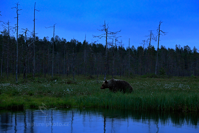 Medvěd hnědý (Ursus arctos)