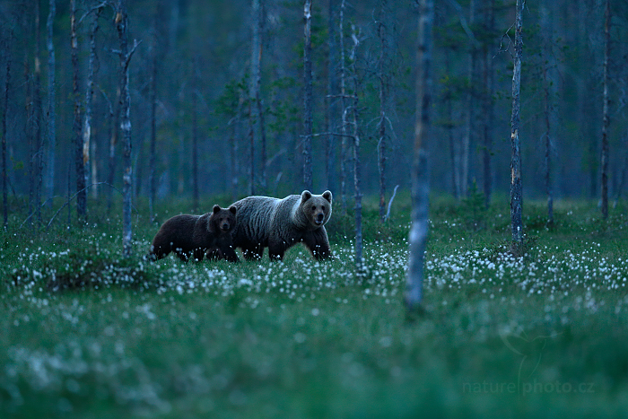 Medvěd hnědý (Ursus arctos)