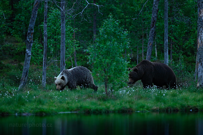 Medvěd hnědý (Ursus arctos)
