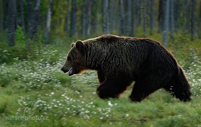 Medvěd hnědý (Ursus arctos)