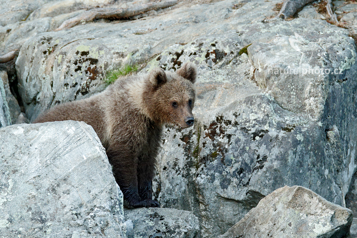 Medvěd hnědý (Ursus arctos)