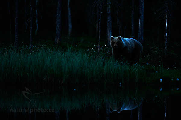 Medvěd hnědý (Ursus arctos)