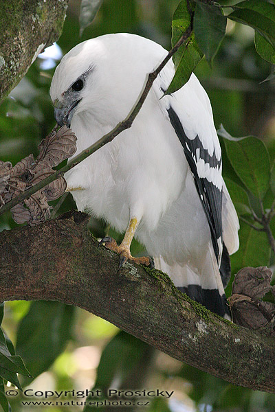 Káně pralesní (Leucopternis albicollis)