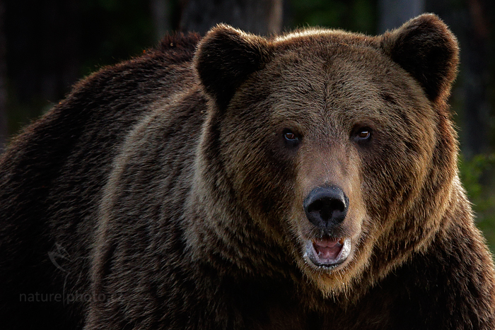 Medvěd hnědý (Ursus arctos)
