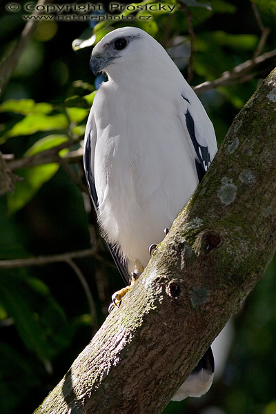 Káně bílá (Leucopternis albicollis)