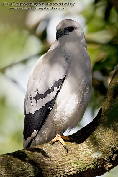 Káně pralesní (Leucopternis albicollis)