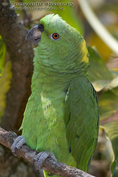 Amazoňan pomoučený (Amazona ochrocephala)