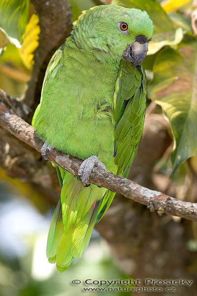 Amazoňan pomoučený (Amazona ochrocephala)
