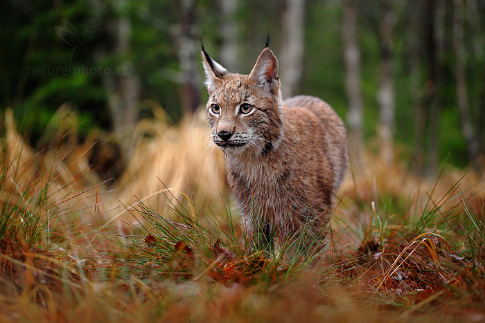 Rys ostrovid (Lynx lynx) Eurasian Lynx