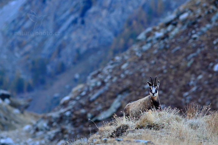 Kamzík horský alpský (Rupicapra rupicapra) Chamois
