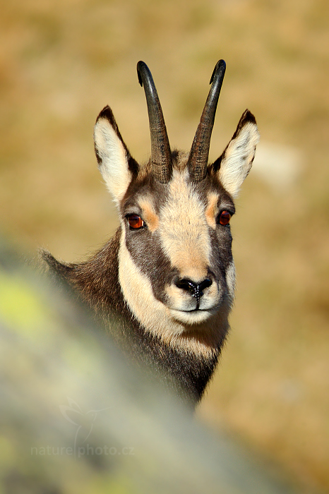 Kamzík horský alpský (Rupicapra rupicapra) Chamois
