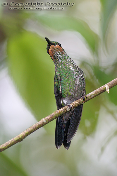 Kolibřík fialovohrdlý (Lampornis calolaema), samička