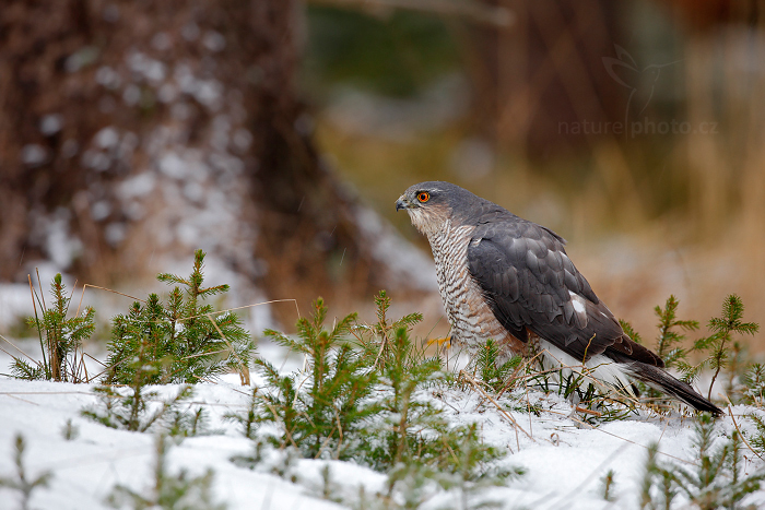 Krahujec obecný (Accipiter nisus) Eurasian Sparrowhawk