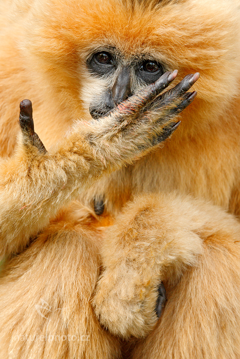 Gibon bělolící (Nomascus leucogenys) Northern white-cheeked gibbon