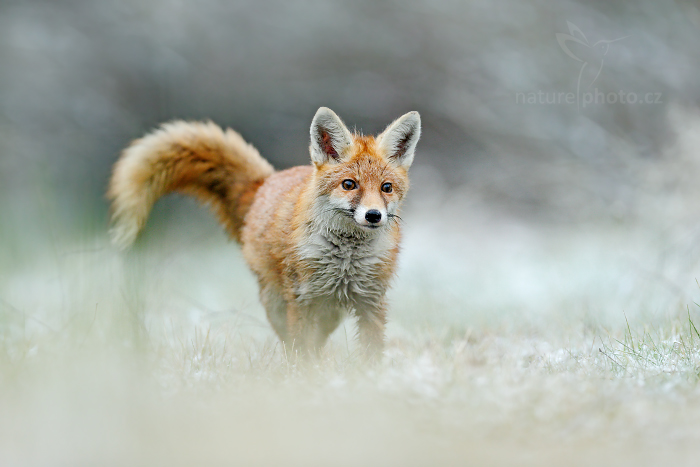 Liška obecná (Vulpes vulpes)