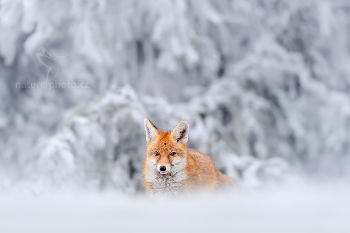 Liška obecná (Vulpes vulpes)