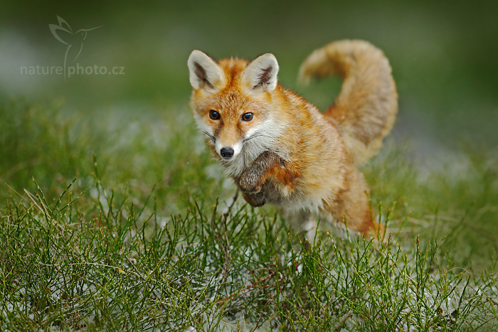 Liška obecná (Vulpes vulpes)