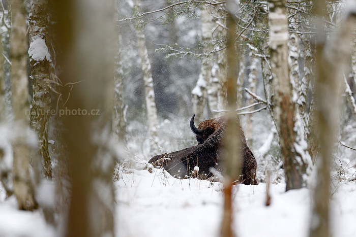 Zubr evropský (Bison bonasus) 