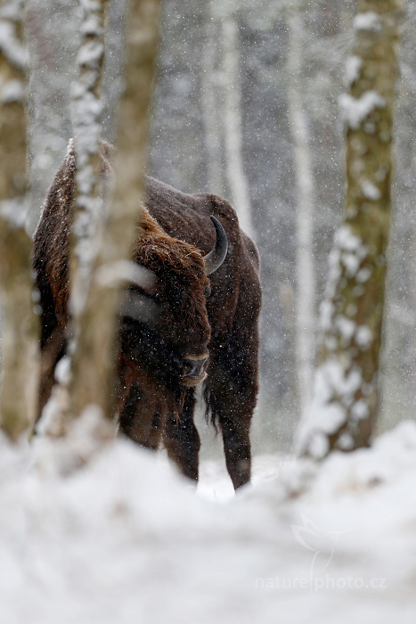 Zubr evropský (Bison bonasus) 