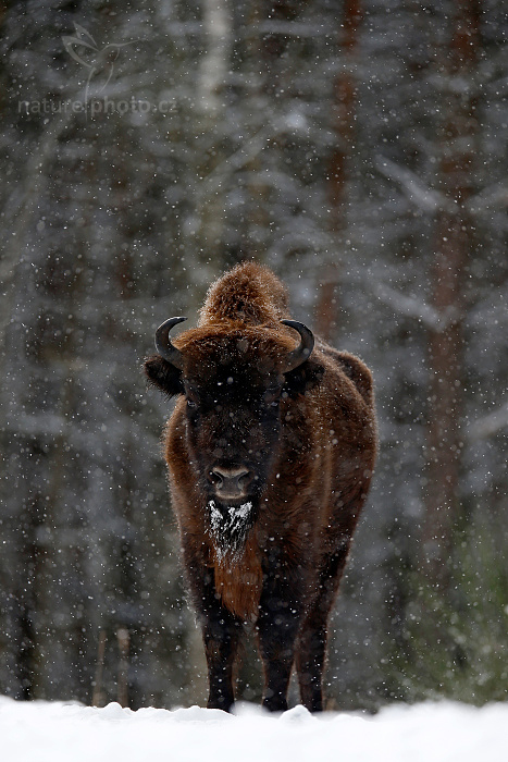 Zubr evropský (Bison bonasus) 