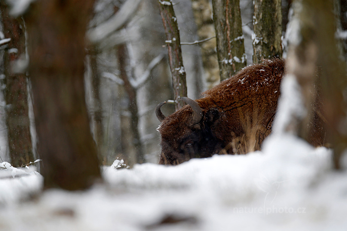 Zubr evropský (Bison bonasus) 