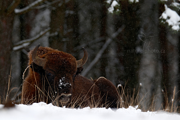 Zubr evropský (Bison bonasus)