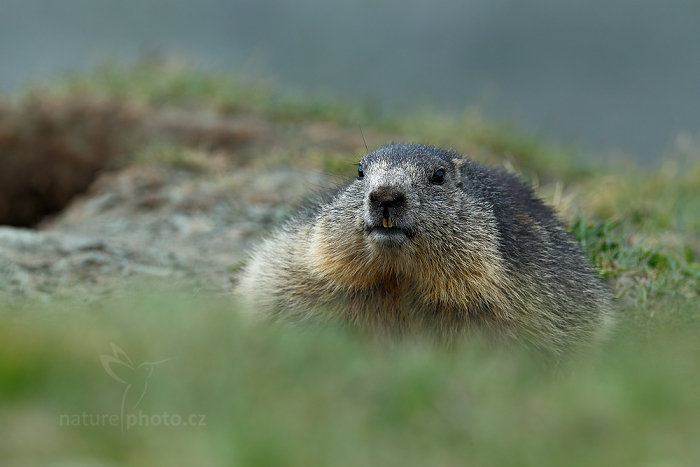 Svišť horský (Marmota marmota)