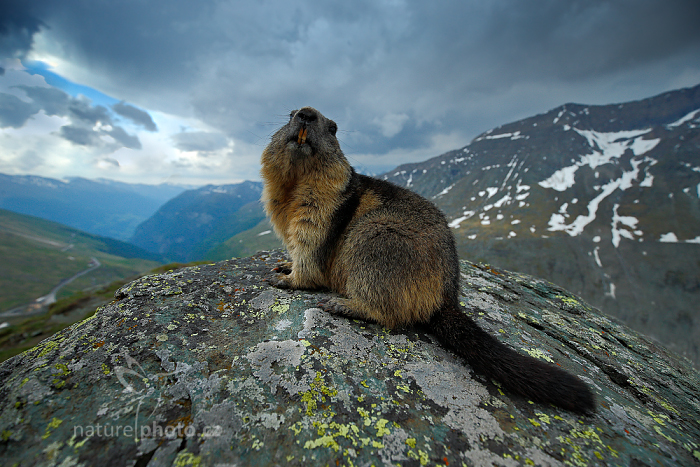 Svišť horský (Marmota marmota)