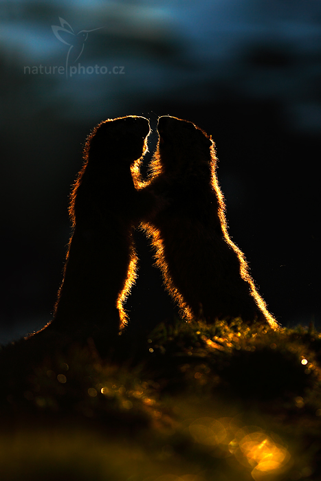 Svišť horský (Marmota marmota)