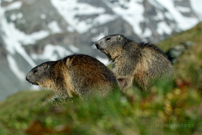 Svišť horský (Marmota marmota)