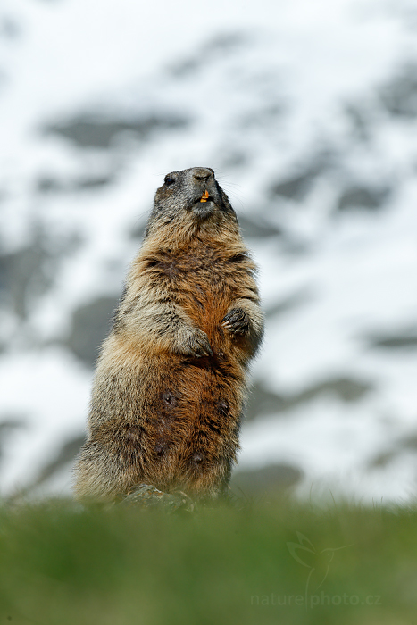 Svišť horský (Marmota marmota)