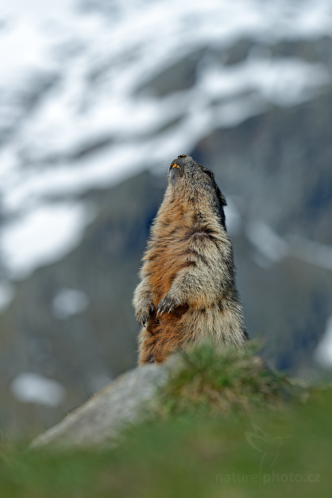 Svišť horský (Marmota marmota)