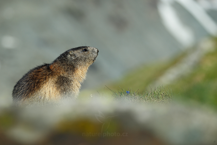 Svišť horský (Marmota marmota)