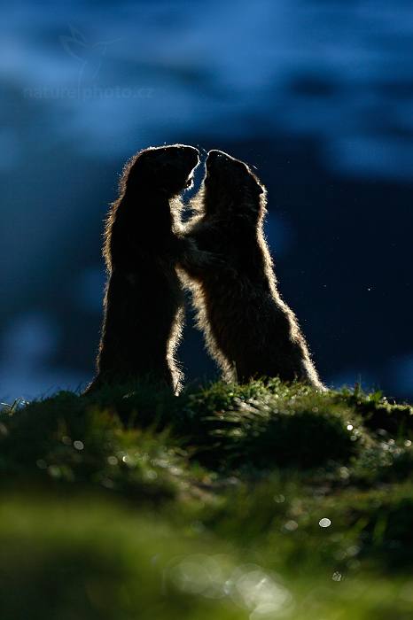 Svišť horský (Marmota marmota)