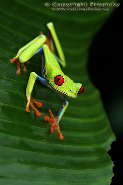 Listovnice červenooká (Agalychnis callidryas)