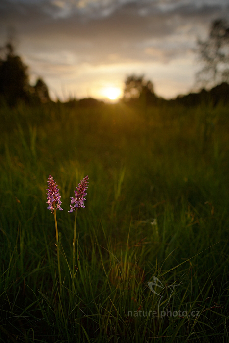 Prstnatec plamatý (Dactylorhiza maculata) 