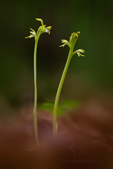 Korálice trojklaná (Corallorhiza trifida)